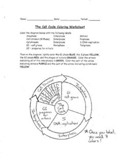 Cell Cycle Coloring Key thumbnail